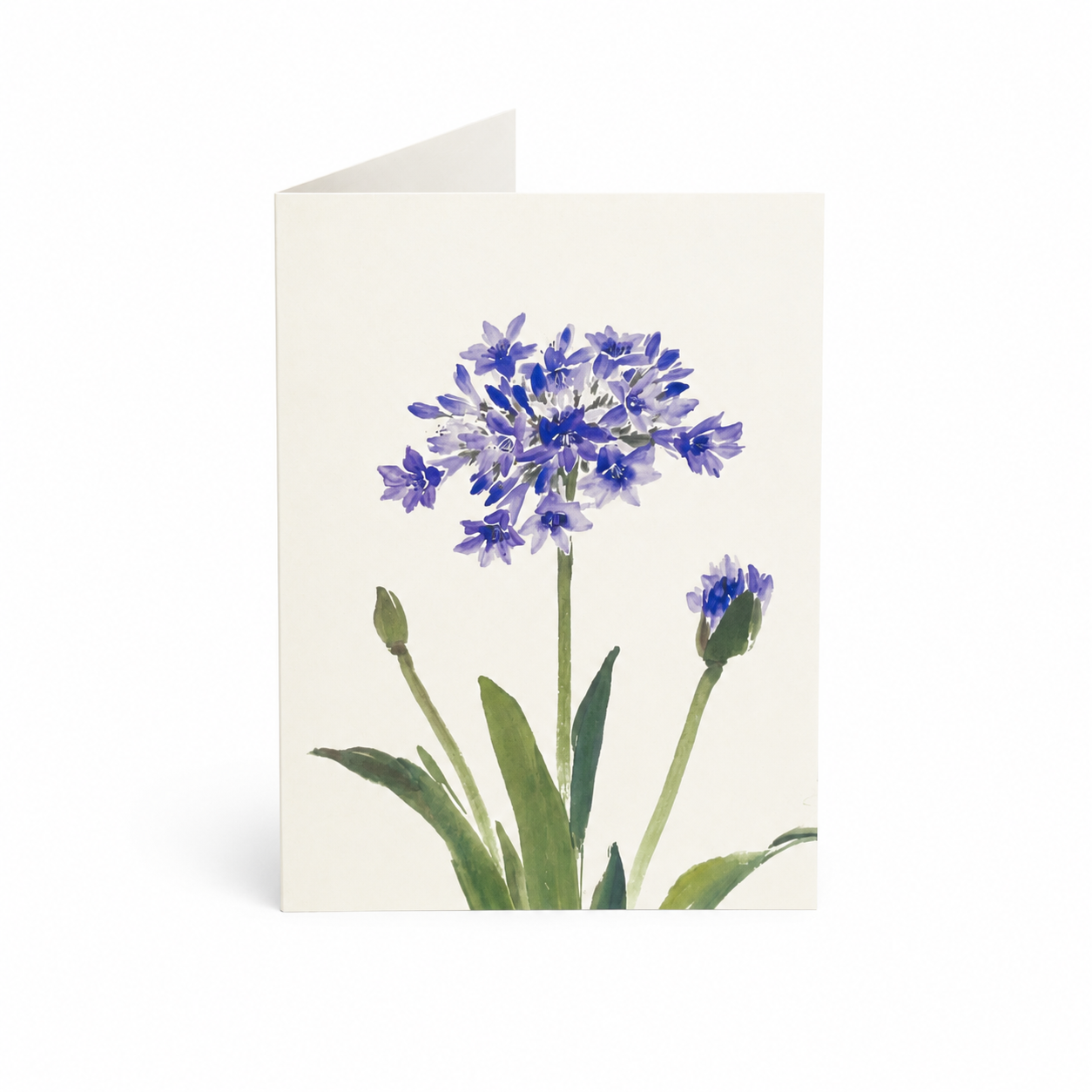 Myrtle Greeting Card